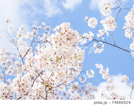 春 花 桜 74666929