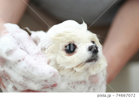 バスルームで愛犬ポメラニアンをシャンプーして清潔を保つ男性 74667072