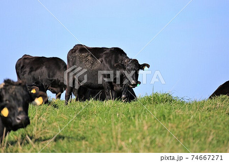 宗谷丘陵の牛（北海道稚内市宗谷丘陵） 74667271