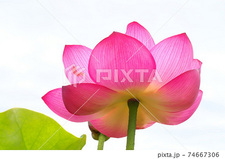 蓮の花 蓮の花 74667306