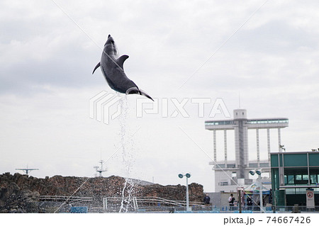イルカの大ジャンプ名古屋港水族館の写真素材