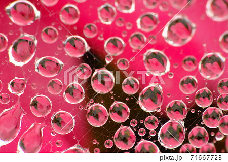 蜘蛛の巣の水玉 蜘蛛の巣の水玉 74667723