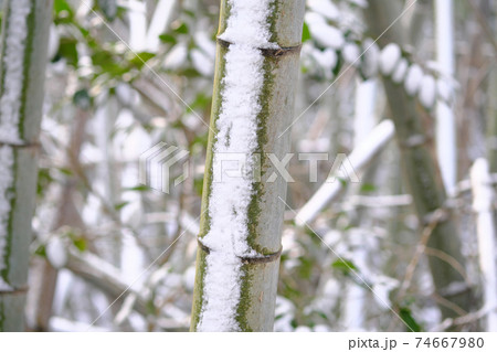 竹に残る冷たい雪 竹に残る冷たい雪 74667980