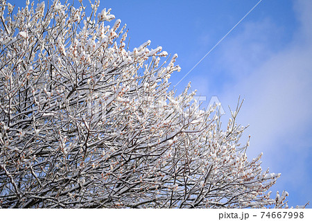 雪がつく美しい木 雪がつく美しい木 74667998