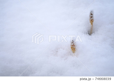 雪から顔を出す2本のつくし 雪から顔を出す2本のつくし 74668039