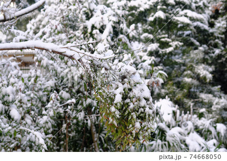 木に積もる白い雪 木に積もる白い雪 74668050