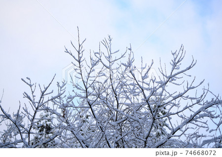 雪が積もる冬の木 雪が積もる冬の木 74668072