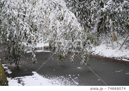 雪の重みで倒れる木 74668074