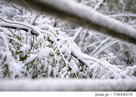 木の枝に積もる雪 74668076