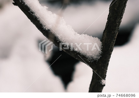Y字の枝に積もる雪 74668096
