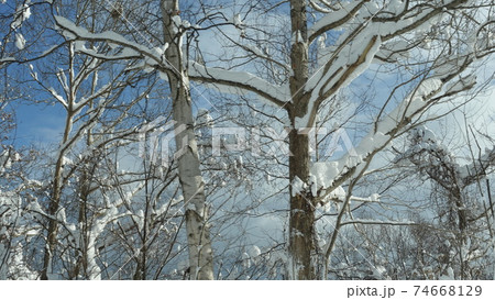 木に積もる雪 木に積もる雪 74668129
