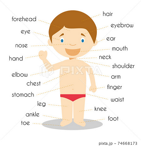 Human Body Parts Vocabulary Vector Illustration - 스톡일러스트 [74668173] - Pixta