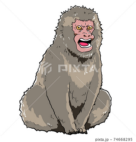 リアルな怒っている猿のイラストのイラスト素材