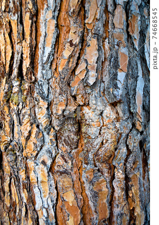 Brown old pine bark texture detail, background bark texture close up 74668545