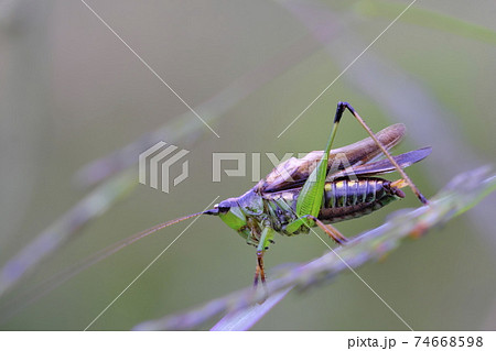 秋虫鳴く 74668598