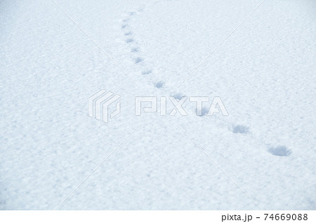 新雪の白い平らな面に残る等間隔の足跡 新雪の白い平らな面に残る等間隔の足跡 74669088