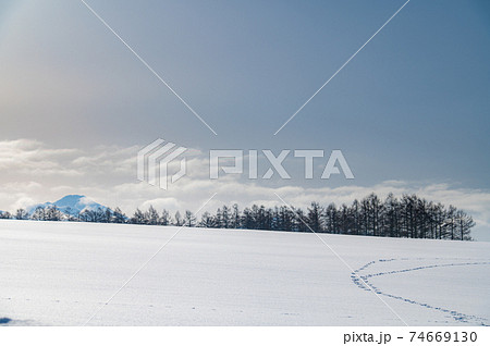 冬美瑛雪山シルエットの見える丘 冬美瑛雪山シルエットの見える丘 74669130