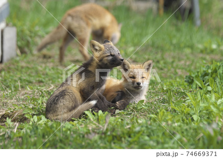 お母さん帰ってきたかな? お母さん帰ってきたかな? 74669371