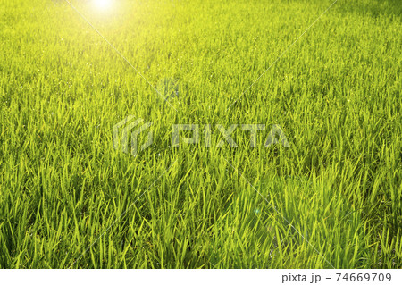 background Green natural color gives a refreshing mood, suitable for use in nature and refreshing graphics. 74669709