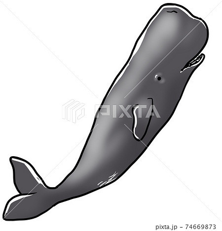 リアルなマッコウクジラのイラストのイラスト素材