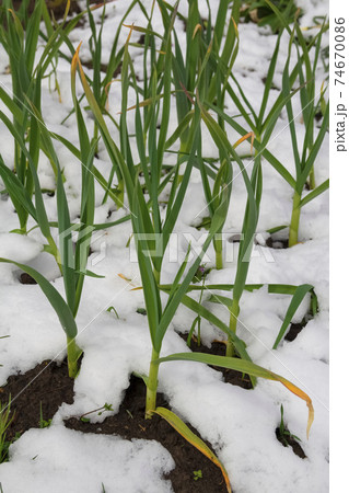 Spring time nature background with snow and leeks . Anomaly weather and climate change concept. Nature backgrounds Spring time nature background with snow and leeks . Anomaly weather and climate change concept. Nature backgrounds 74670086