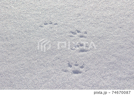 田舎暮らしで見つけた雪原の動物足跡 74670087