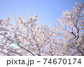 春の花　桜と空　 74670174