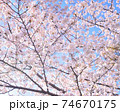 春の花　桜と空　 74670175