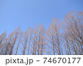 冬の木と青空 74670177
