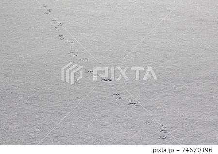 田舎暮らしで見つけた雪原の動物足跡 74670396