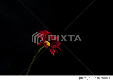 Burgundy chrysanthemum on a stem on a black background. Low key Burgundy chrysanthemum on a stem on a black background. Low key 74670664