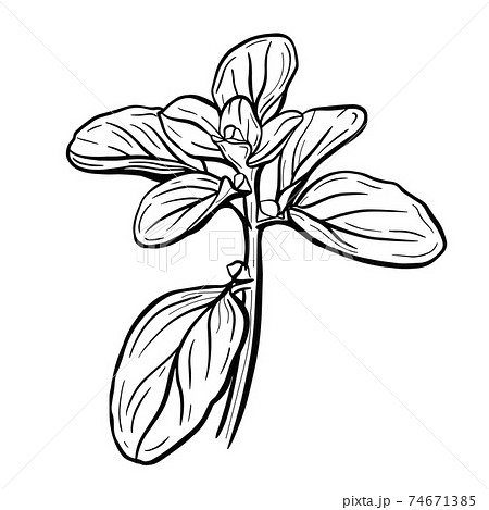 Basil Leaves Marjoram Is An Aromatic Seasoningのイラスト素材