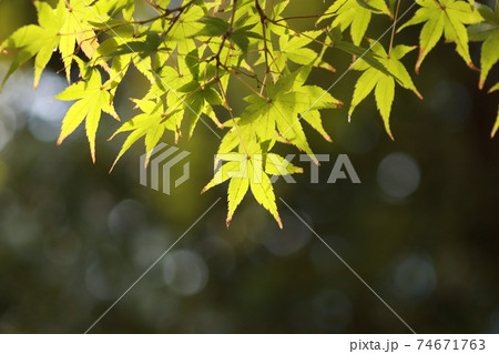 緑のカエデ 74671763