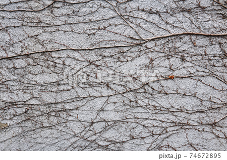 background - concrete wall entwined with dry winter stems of vines background - concrete wall entwined with dry winter stems of vines 74672895