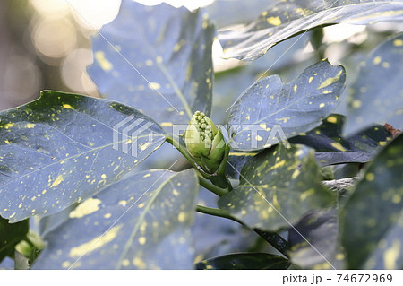 花芽が出てきたアオキ（班入りアオキ）　 74672969