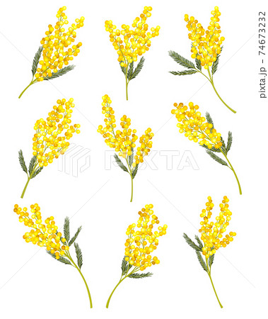 Silver Wattle or Mimosa with Bipinnate Leaves and Yellow Racemose Inflorescences Vector Set 74673232