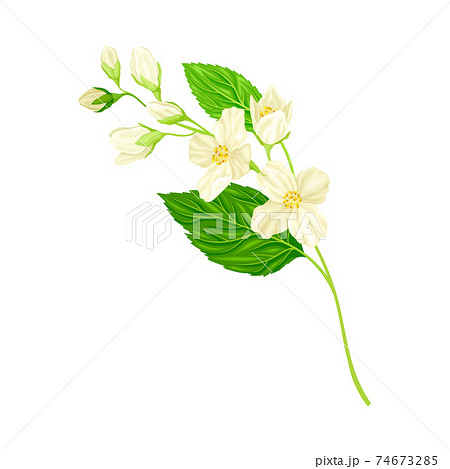 White Fragrant Jasmine Flowers on Stem with Green Leaves Closeup View Vector Illustration White Fragrant Jasmine Flowers on Stem with Green Leaves Closeup View Vector Illustration 74673285