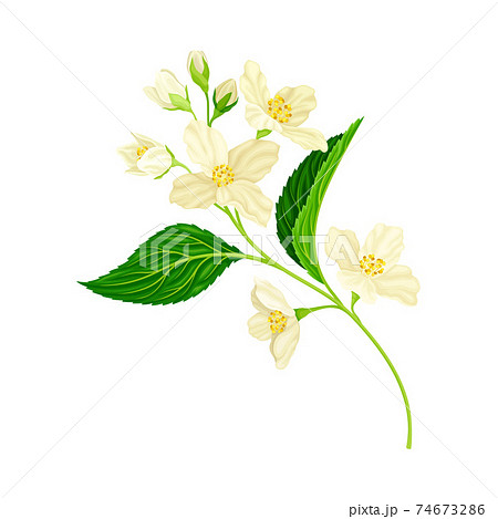 White Fragrant Jasmine Flowers On Stem With Stock Illustration