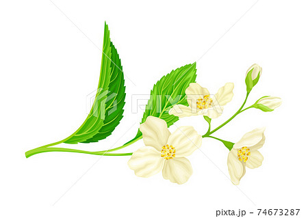 Branch of White Jasmine Fragrant Flowers on Stem with Green Leaves Closeup View Vector Illustration 74673287