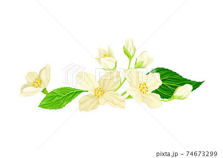 Jasmine White Fragrant Flowers with Green Leaves Closeup View Vector Illustration 74673299