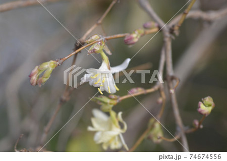 Winter flowering honeysuckle Winter flowering honeysuckle 74674556