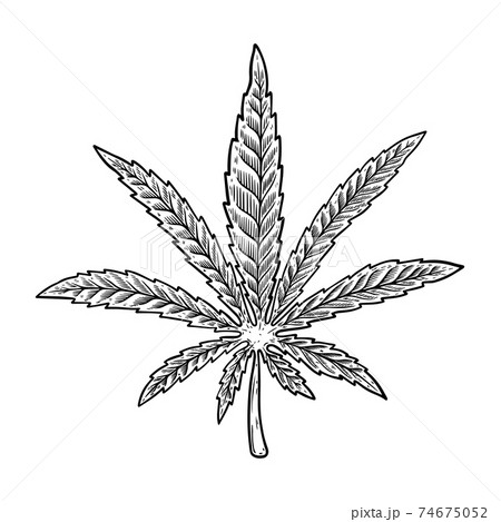 Illustration of cannabis leaf isolated on white background. Design element for poster, banner, t shirt, emblem. Vector illustration Illustration of cannabis leaf isolated on white background. Design element for poster, banner, t shirt, emblem. Vector illustration 74675052