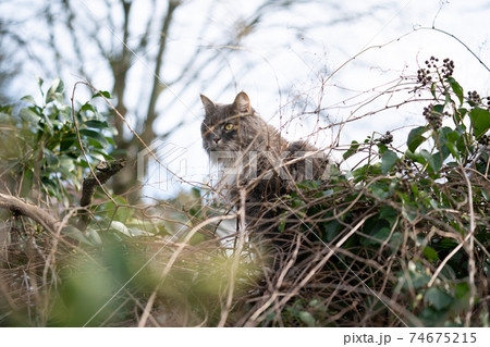 cat climbing on lush foliage outdoors cat climbing on lush foliage outdoors 74675215