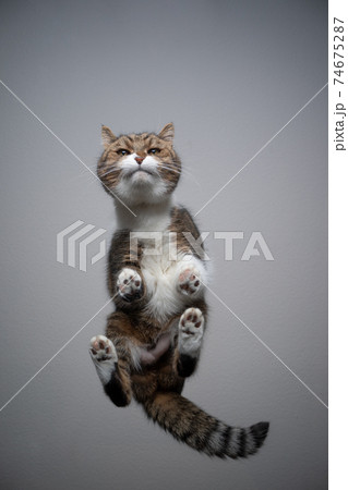 bottom view of cat standing on glass table with copy space bottom view of cat standing on glass table with copy space 74675287