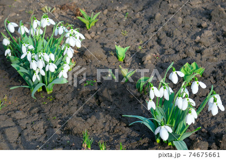 Snowdrop spring flowers. Delicate snow drop flower one of spring symbols. Snowdrop spring flowers. Delicate snow drop flower one of spring symbols. 74675661
