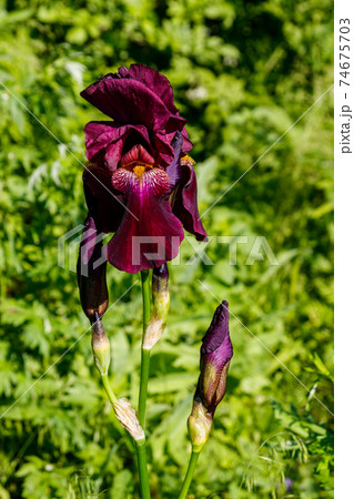 Beautiful iris flower on flowerbed in garden 74675703