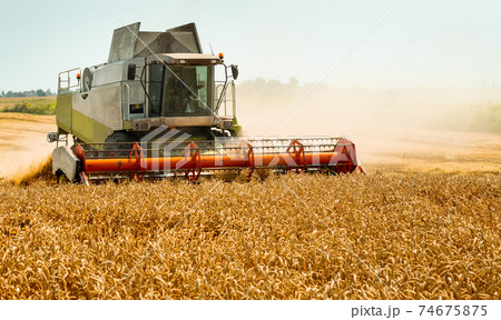 Rotary straw walker cut and threshes ripe wheat grain. Man in combine harvesters with grain header, wide chaff spreader reaping cereal ears. Gathering crop by agricultural machinery on field in summer 74675875