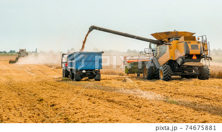 Unloading grains into truck by unloading auger. Combine harvesters cuts and threshes ripe wheat grain. Wheat harvesting on field in summer season. Process of gathering crop by agricultural machinery 74675881