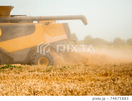 Wheat harvesting on field in summer season. Wide chaff spreading by combine harvester with rotor separation. Process of gathering crop by agricultural machinery: cuts and threshes ripe wheat grain 74675883