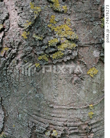 Close up of grey old wood with mossy and cracks textured pattern 74676273